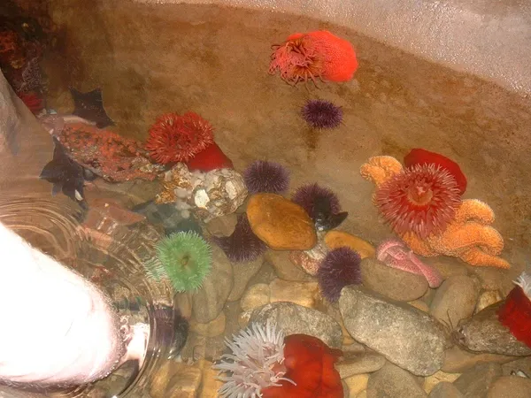 Acquario della Georgia