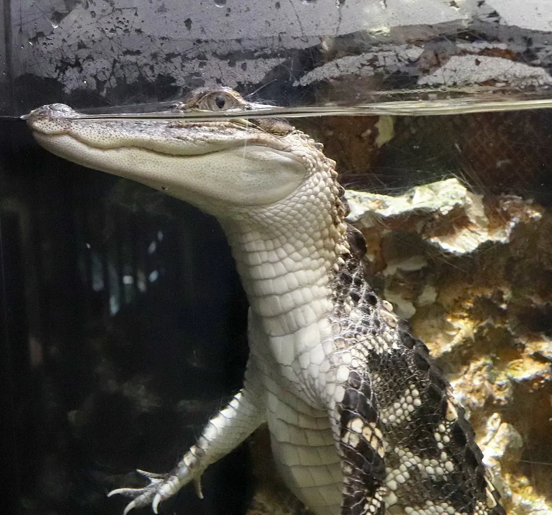 Acquario della Georgia