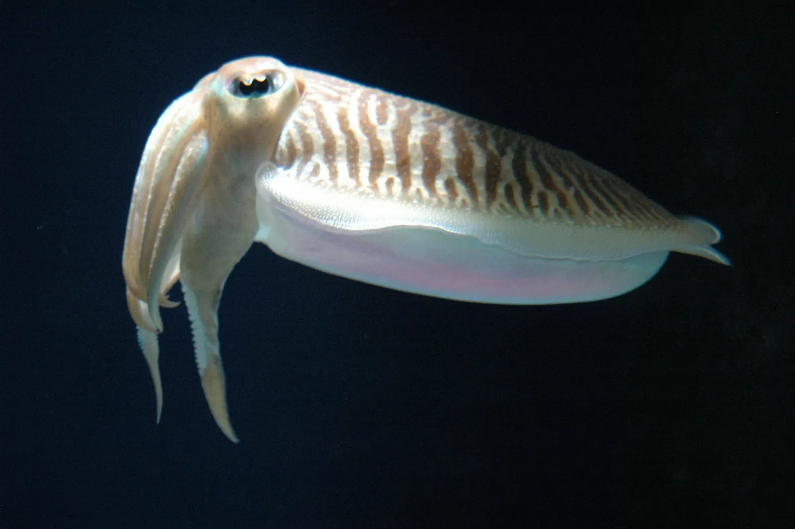 Aquarium de Géorgie