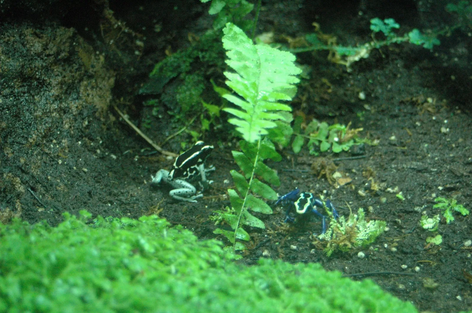 Acquario della Georgia