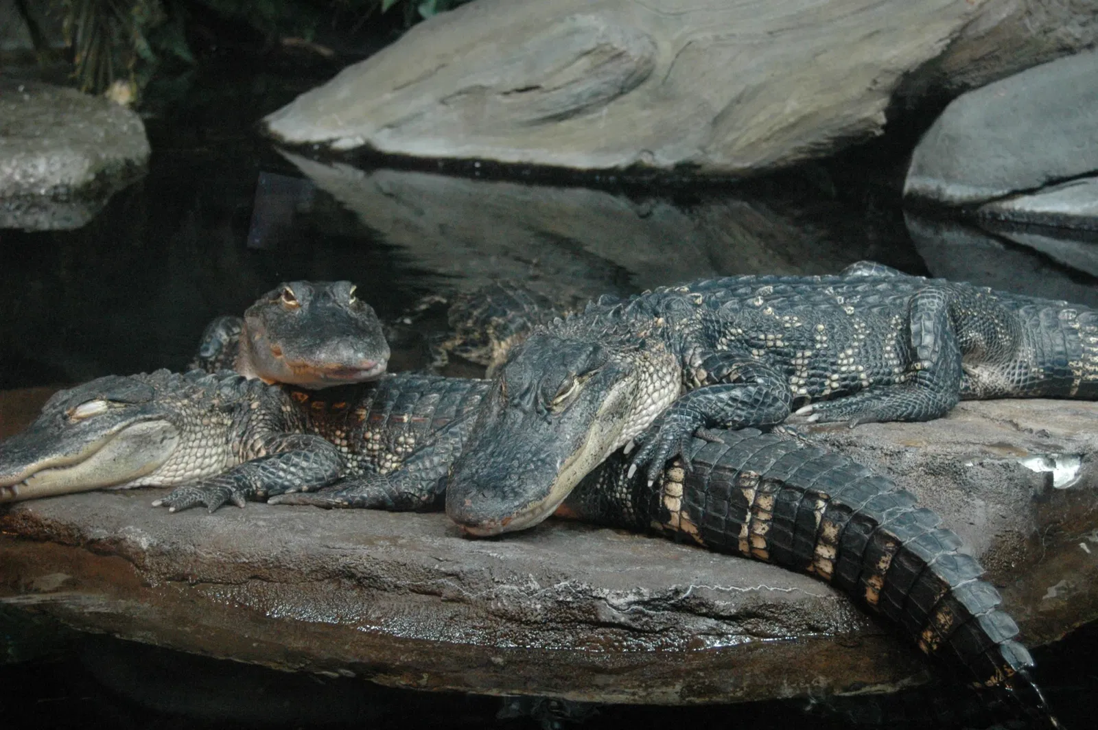 Aquarium de Géorgie