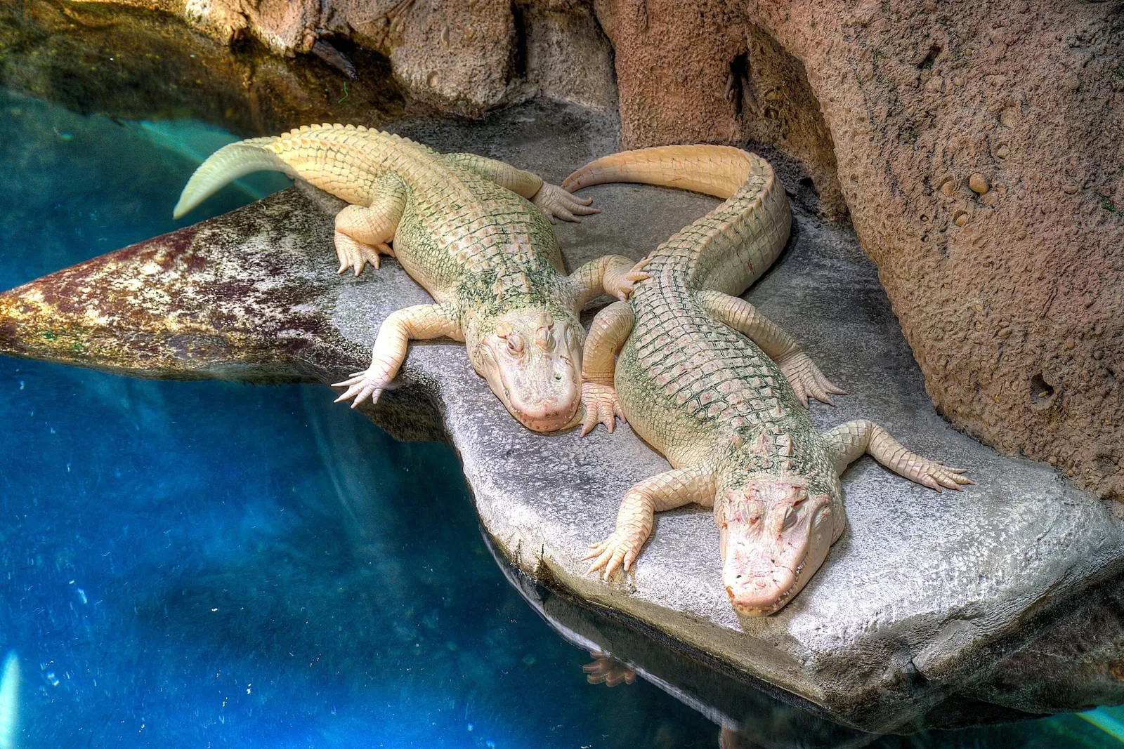 Aquarium de Géorgie