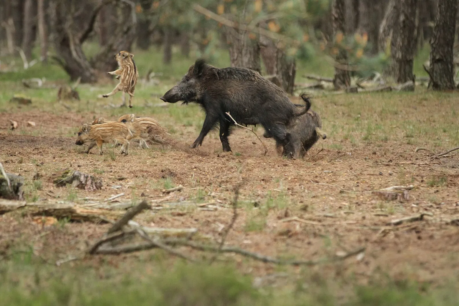 De Hoge Veluwe National Park