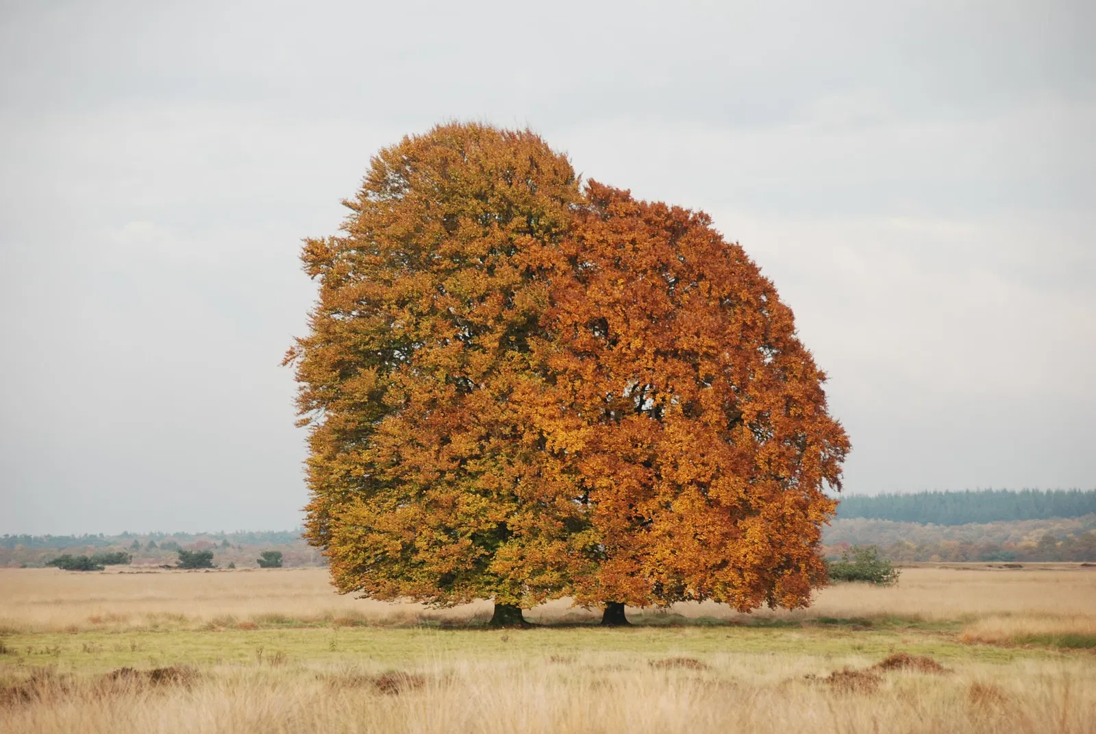 De Hoge Veluwe National Park