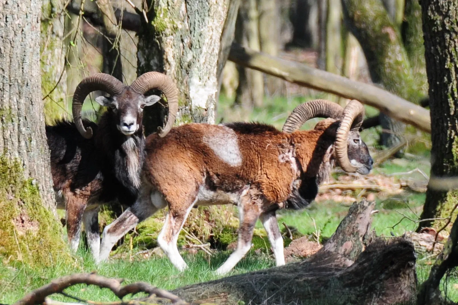 De Hoge Veluwe National Park