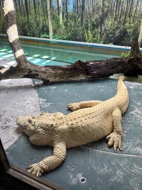 Gatorland Orlando
