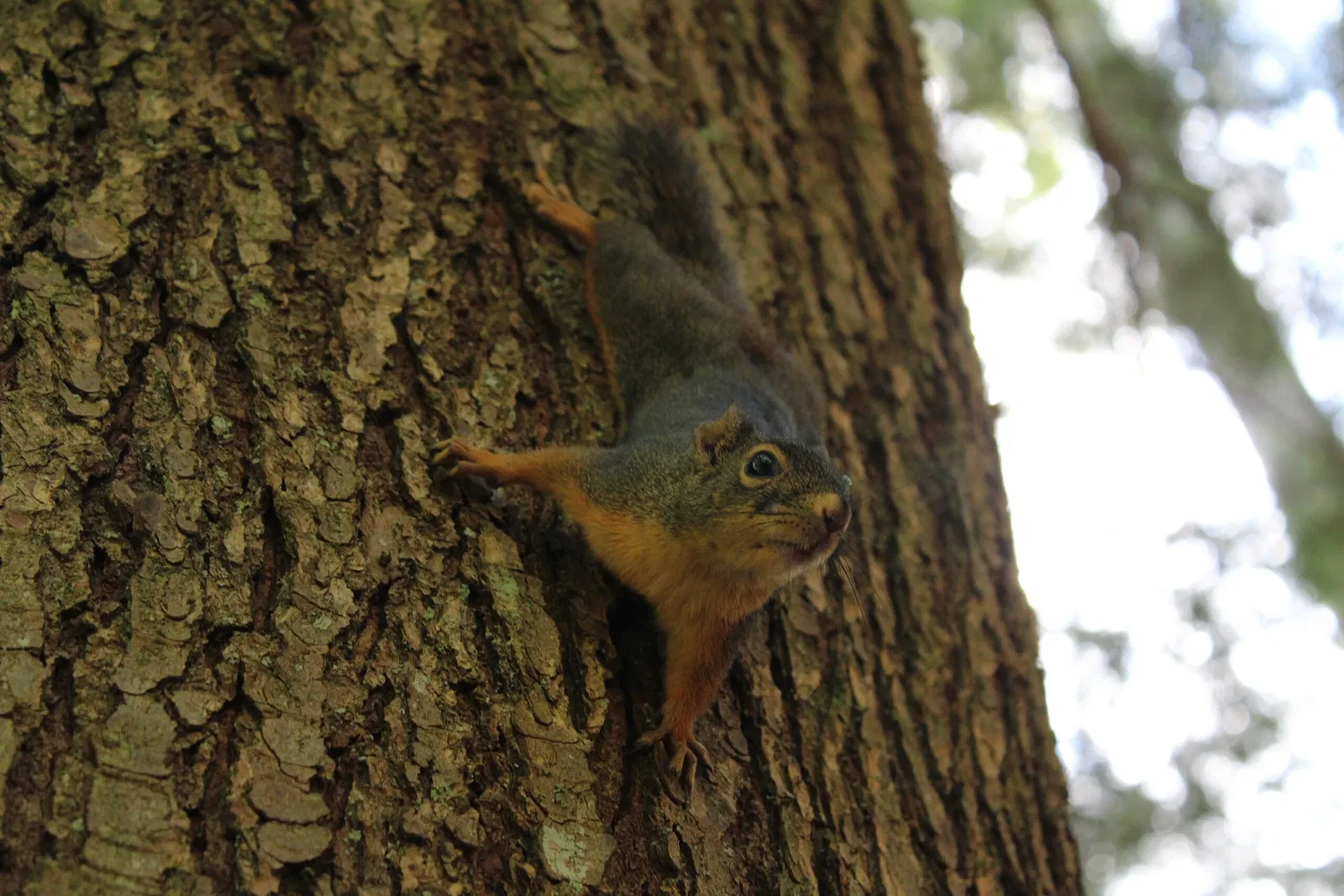 Capilano Suspension Bridge Park