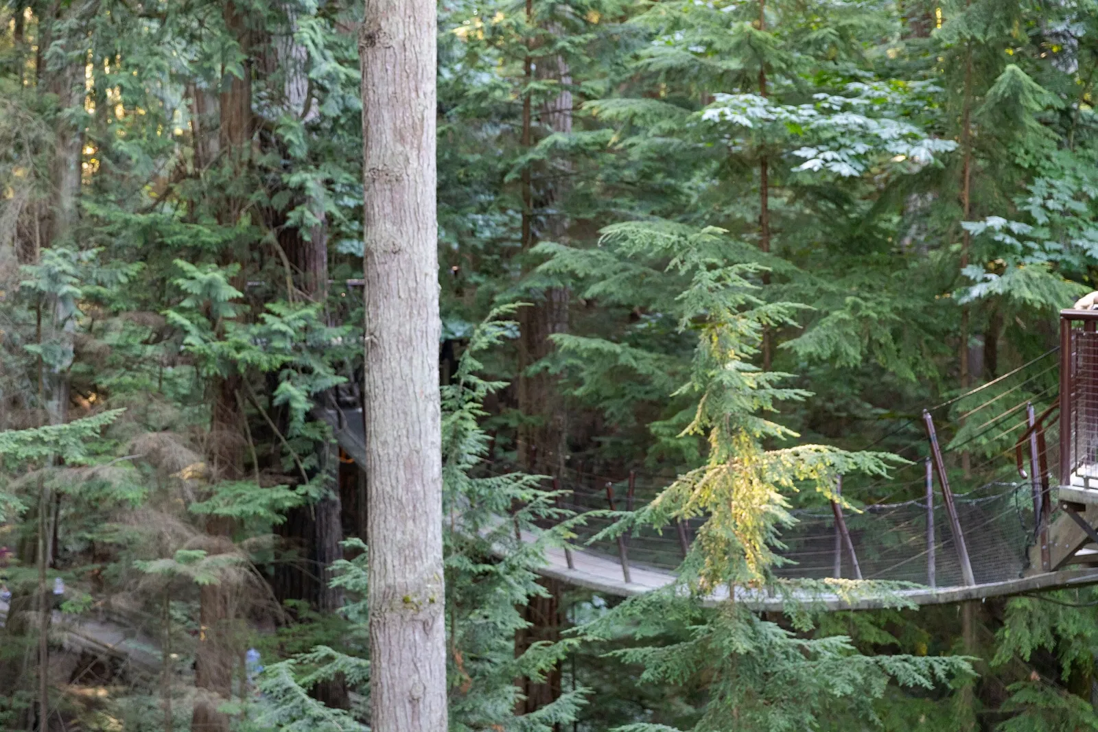 Puente colgante de Capilano
