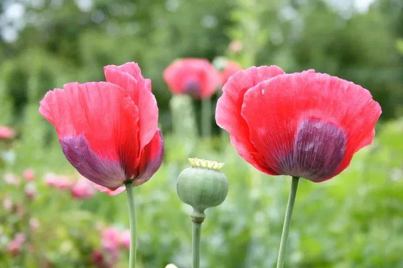 VanDusen Botanical Garden