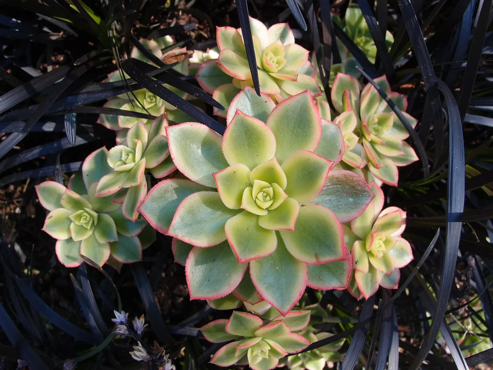 Beelden in de VanDusen Botanical Garden