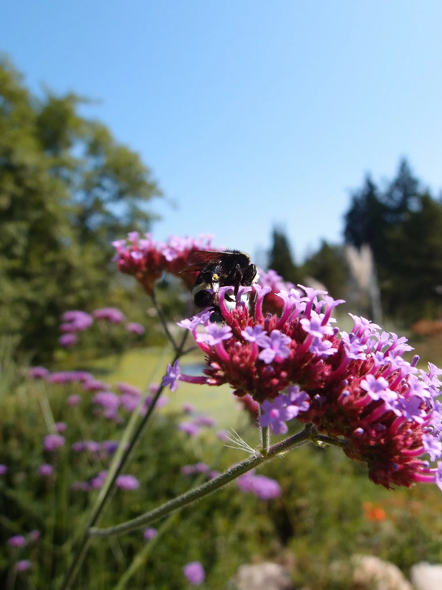 VanDusen Botanical Garden