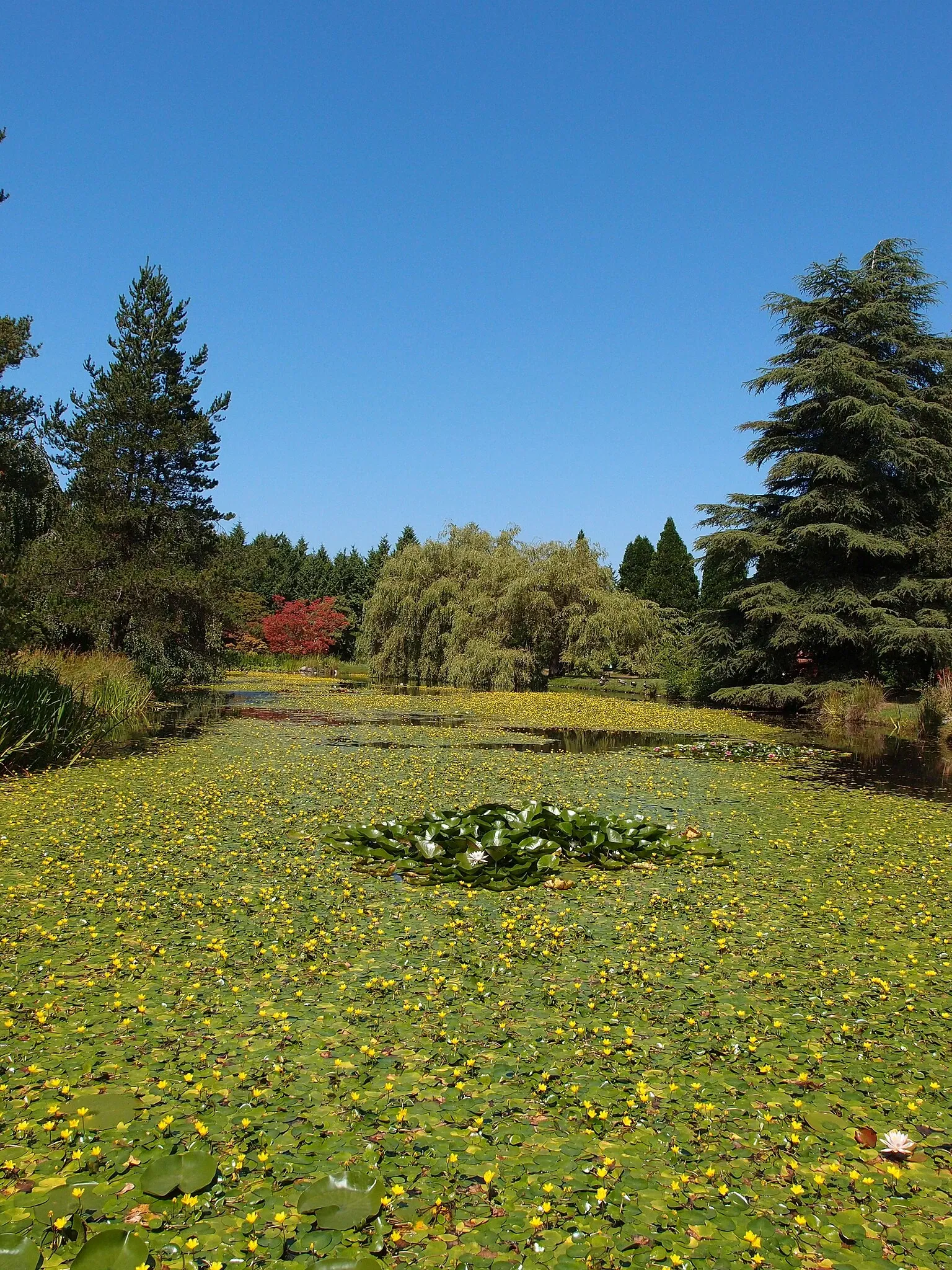 Beelden in de VanDusen Botanical Garden