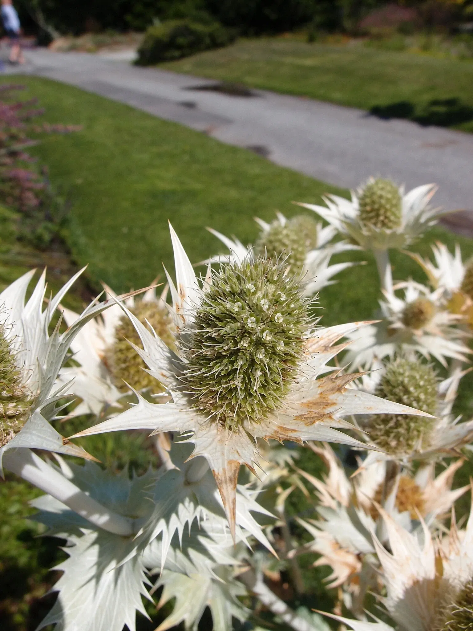 Beelden in de VanDusen Botanical Garden
