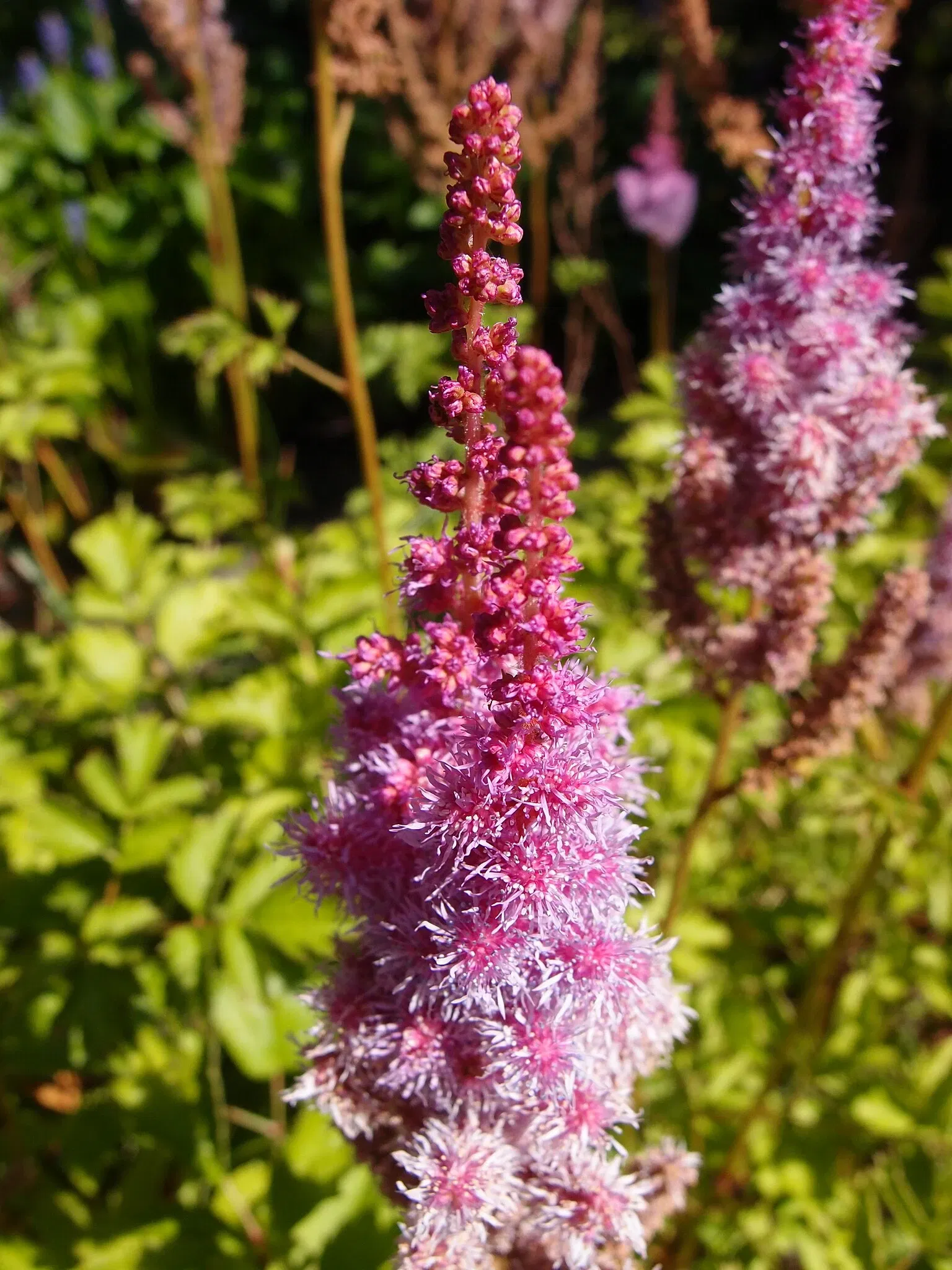 VanDusen Botanical Garden