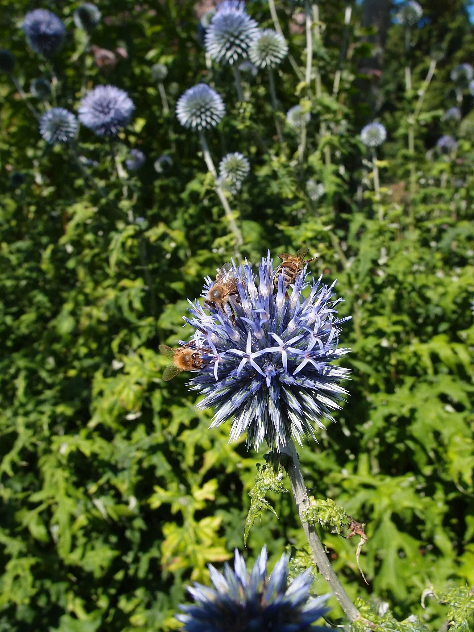 VanDusen Botanical Garden