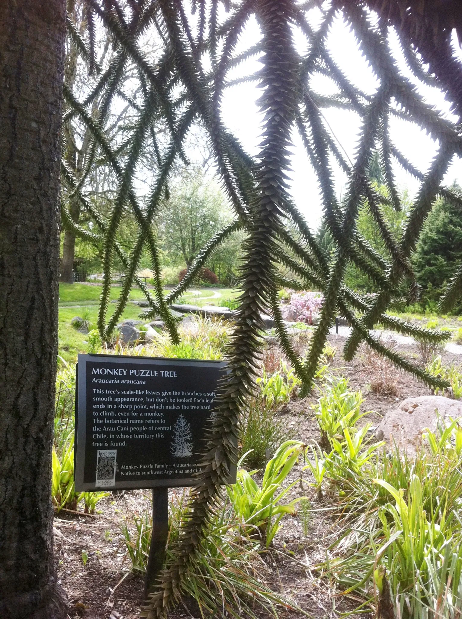 Beelden in de VanDusen Botanical Garden
