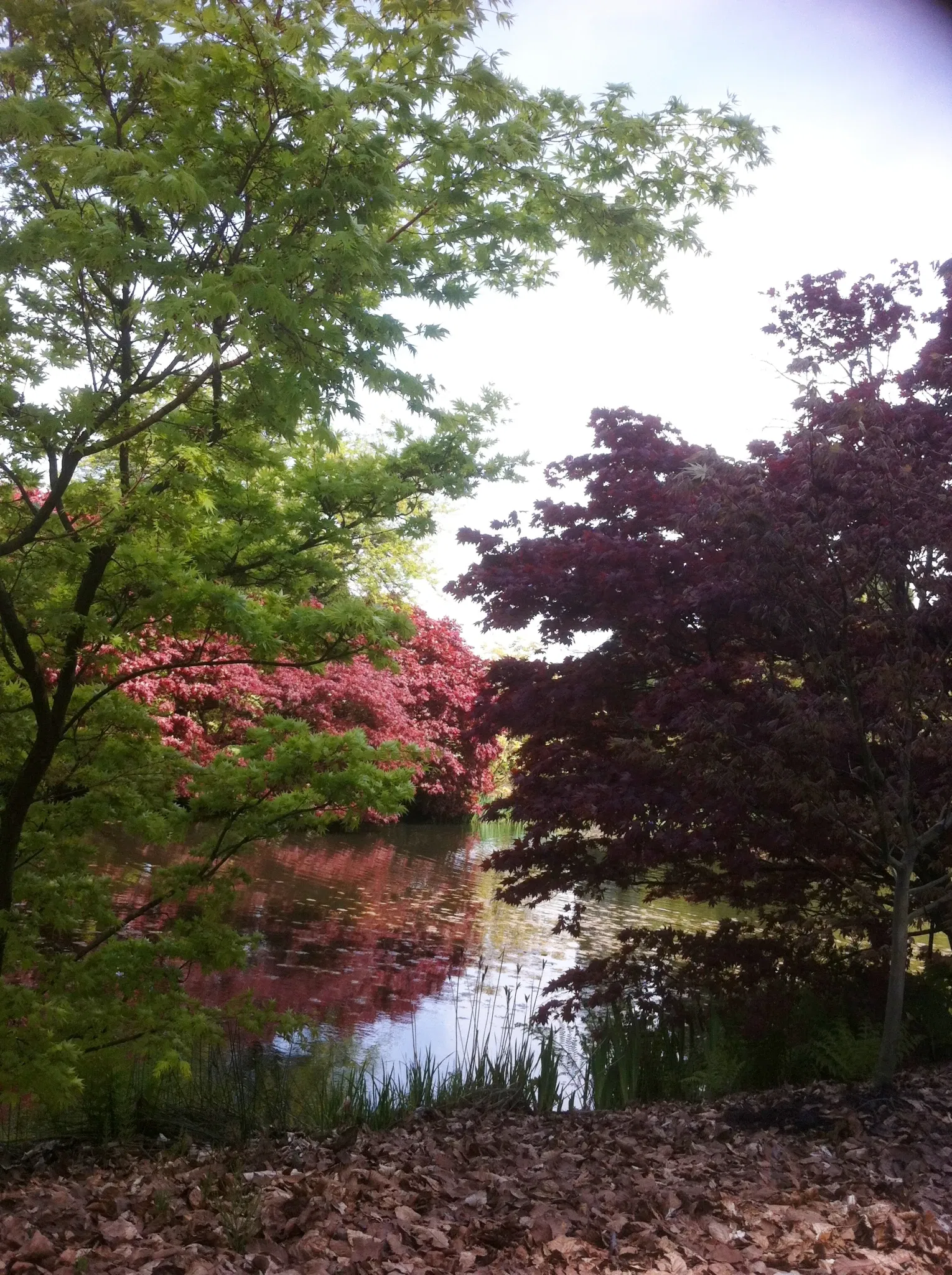 Beelden in de VanDusen Botanical Garden