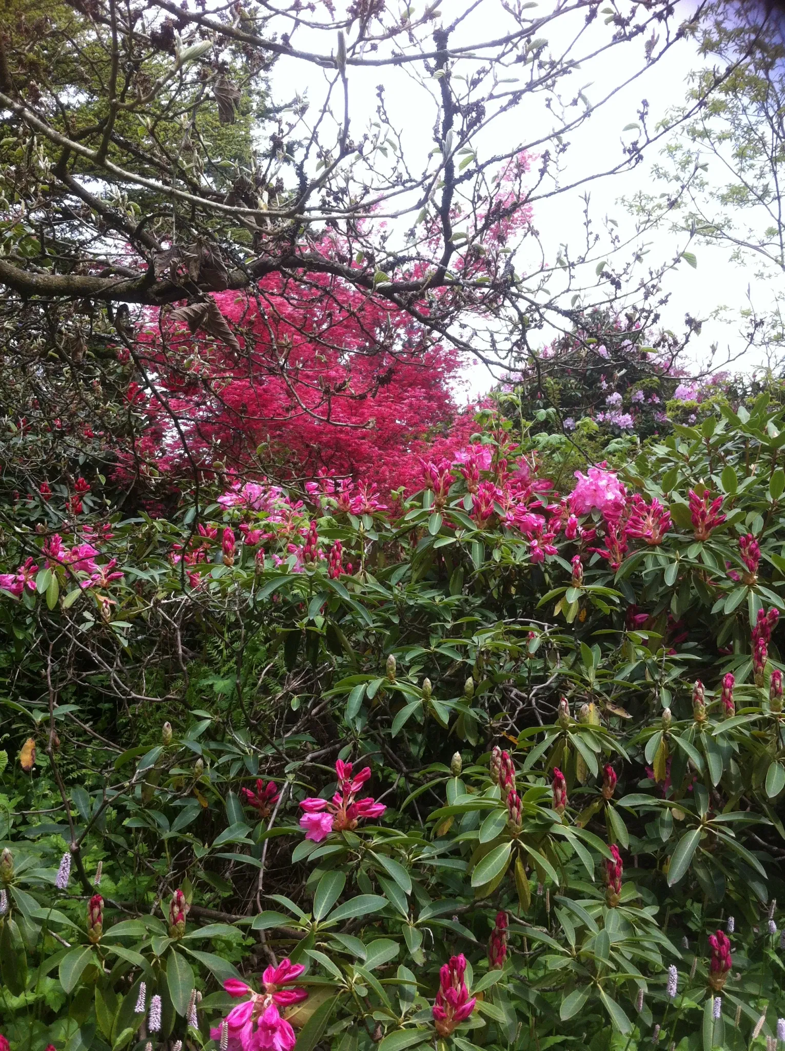 VanDusen Botanical Garden