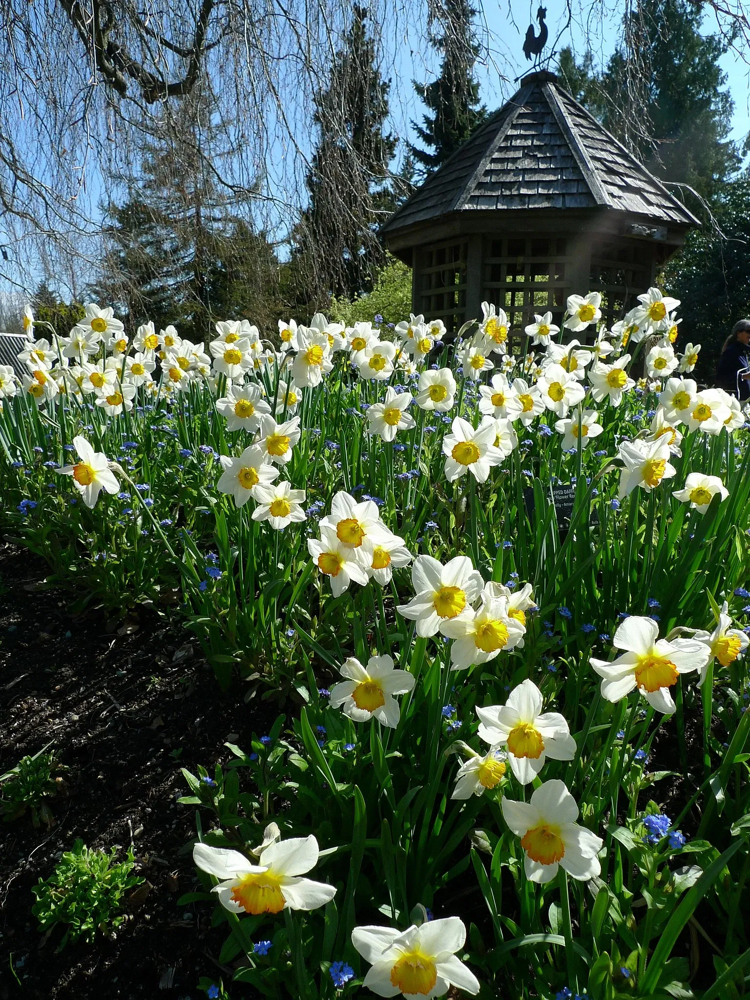 Beelden in de VanDusen Botanical Garden