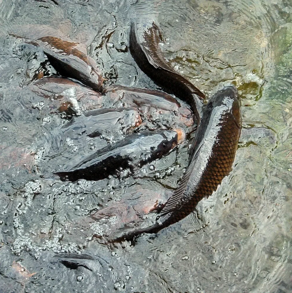 VanDusen Botanical Garden