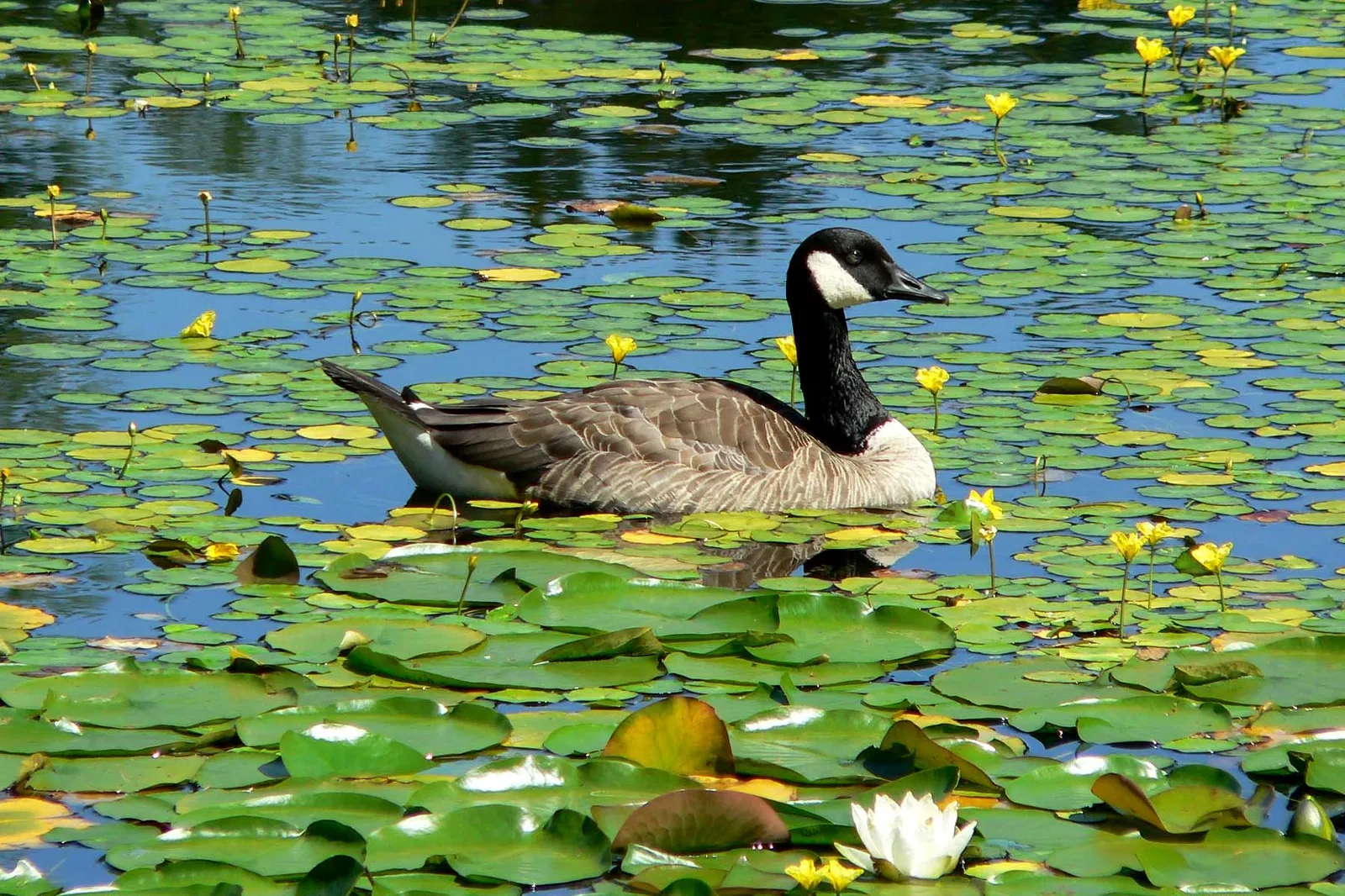 VanDusen Botanical Garden