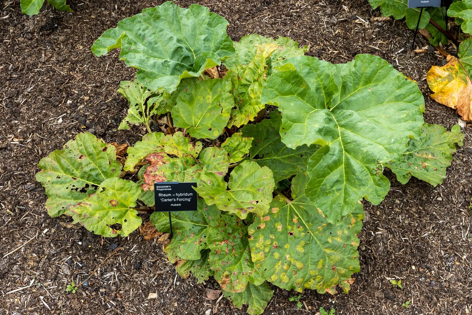 RHS Garden Bridgewater