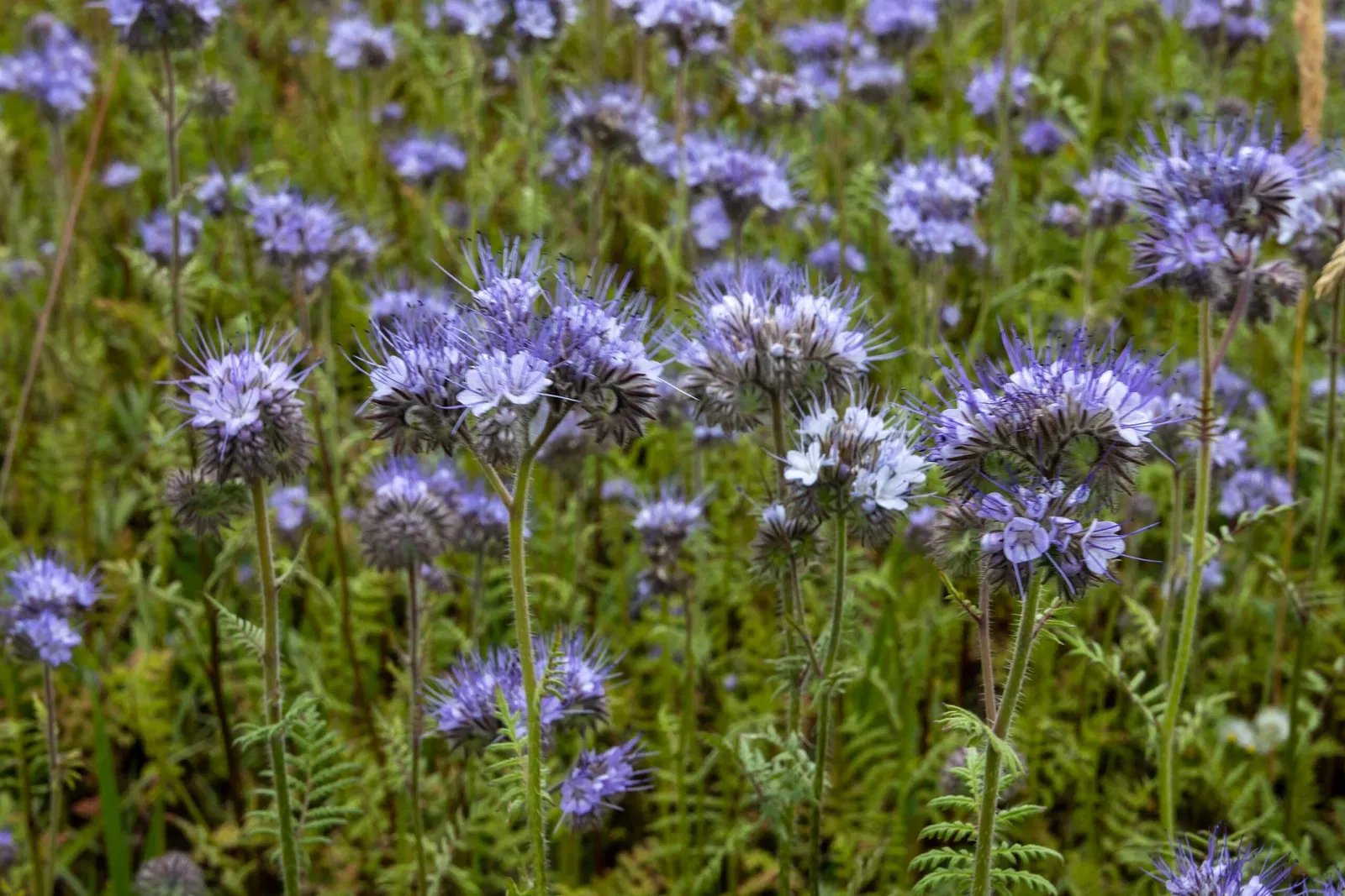 RHS Garden Bridgewater