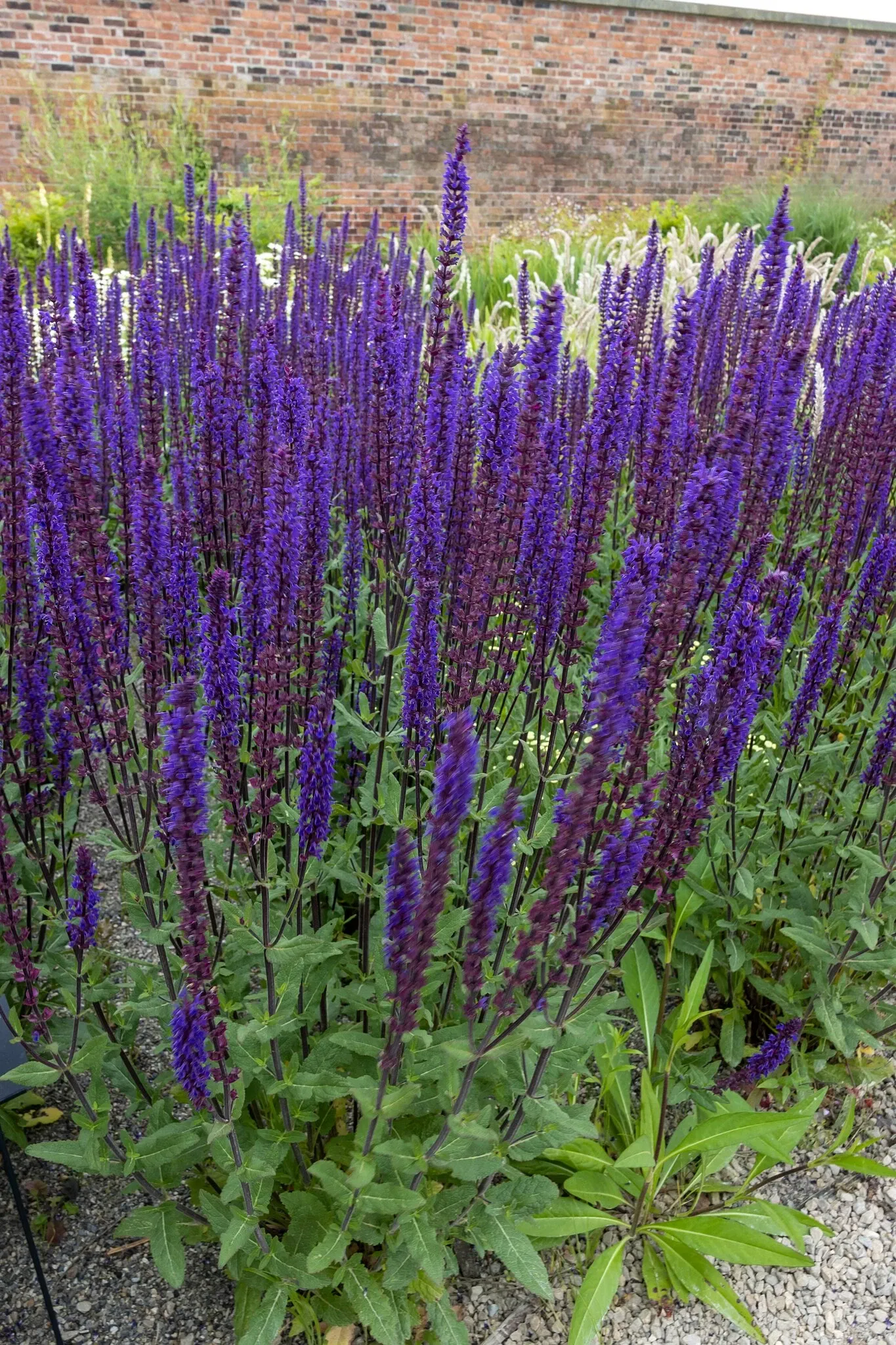 RHS Garden Bridgewater
