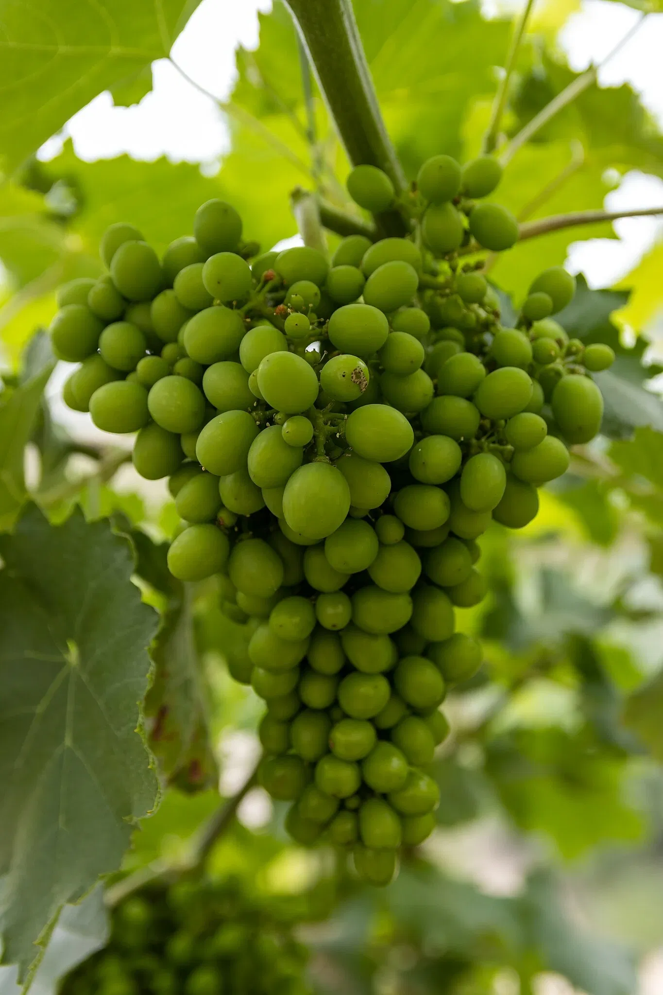 RHS Garden Bridgewater