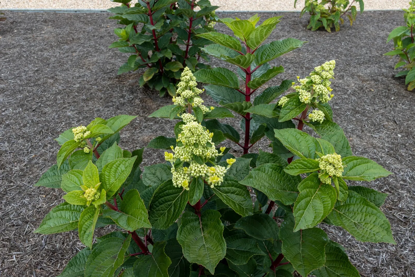 RHS Garden Bridgewater