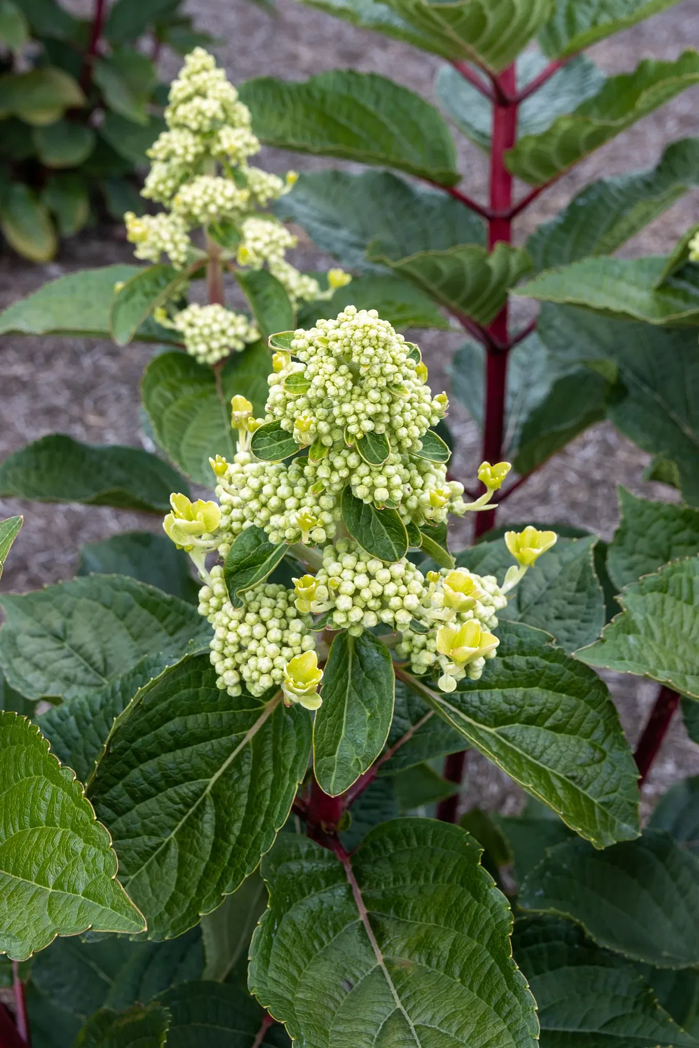 RHS Garden Bridgewater
