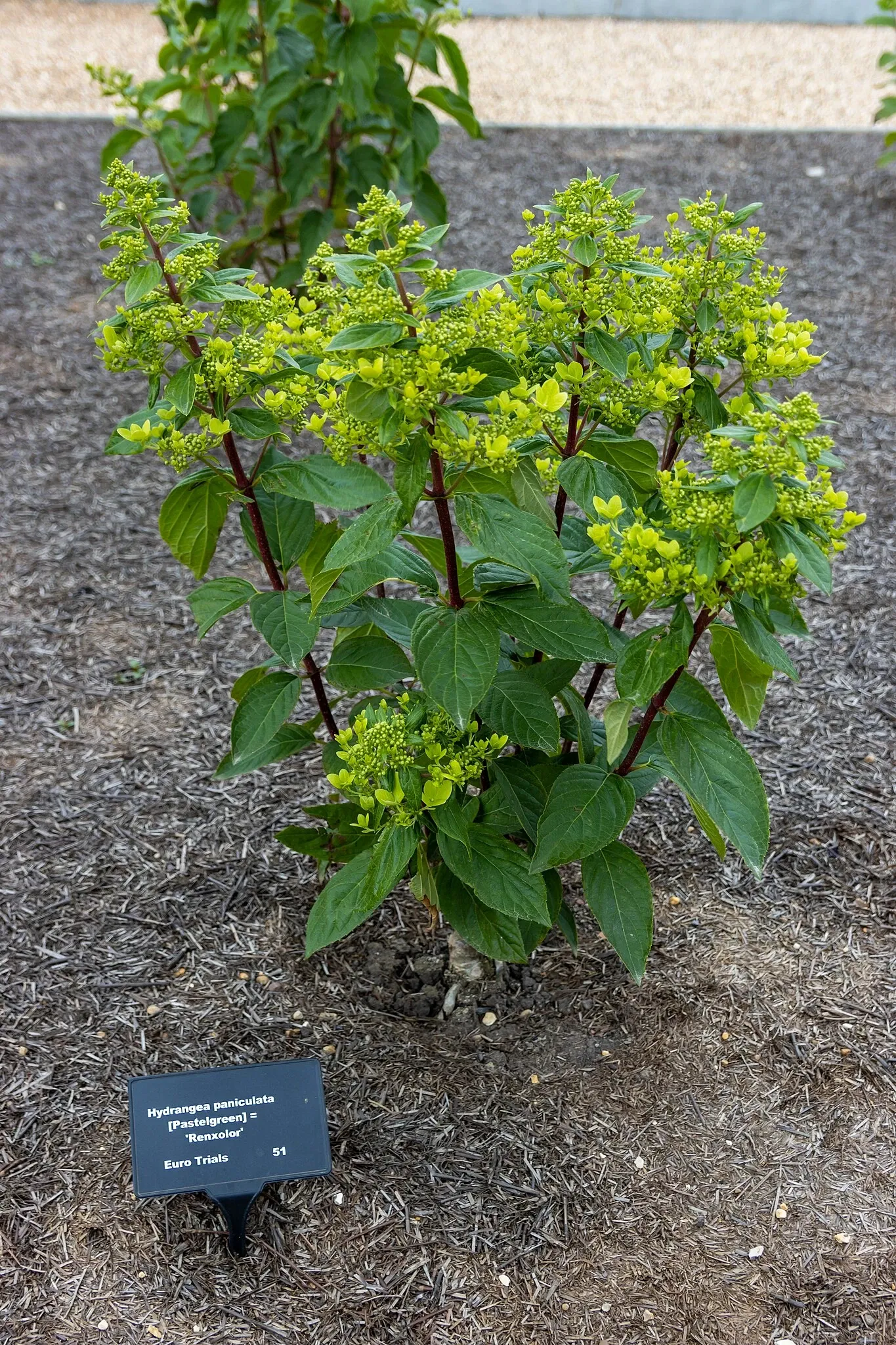 RHS Garden Bridgewater