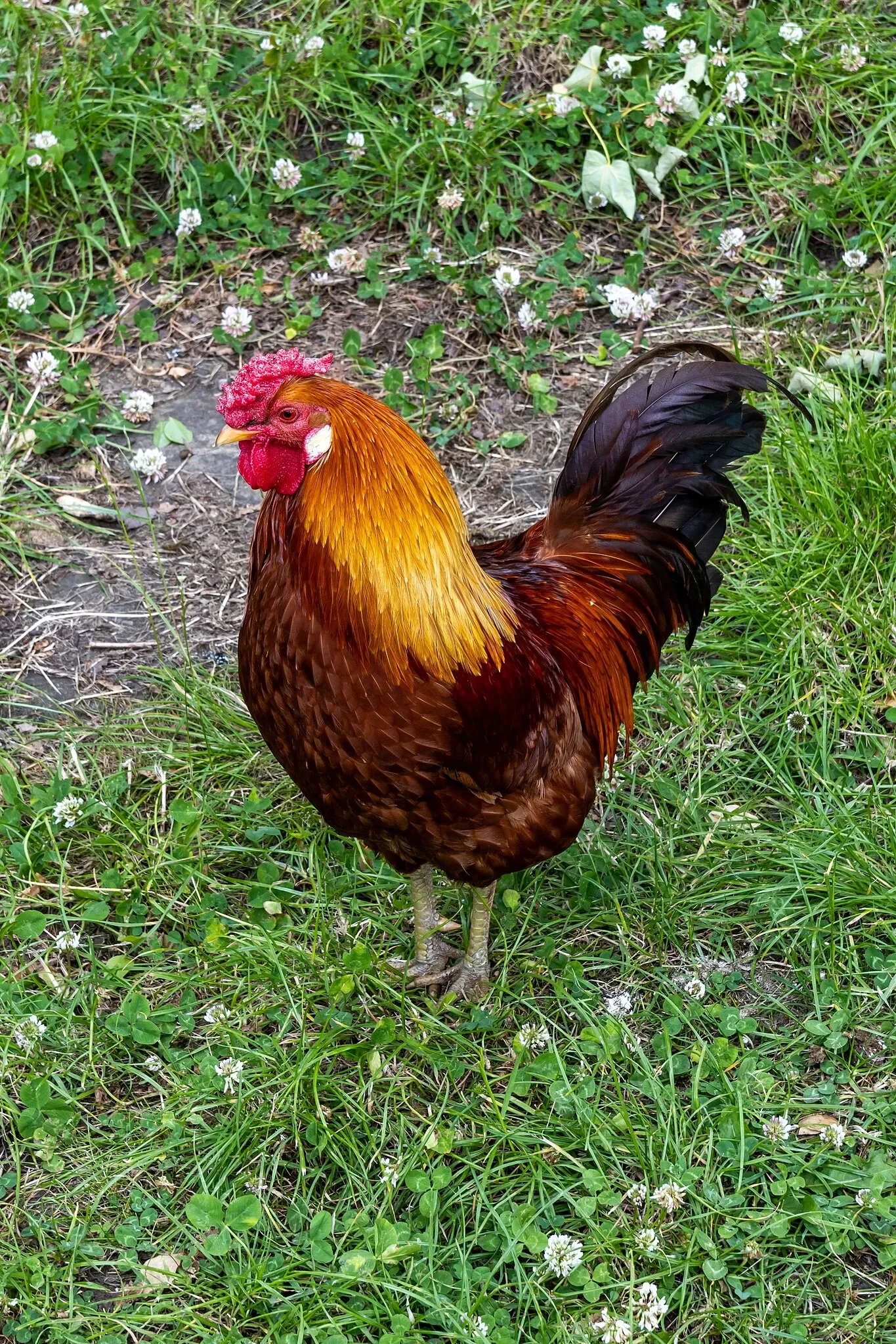 RHS Garden Bridgewater