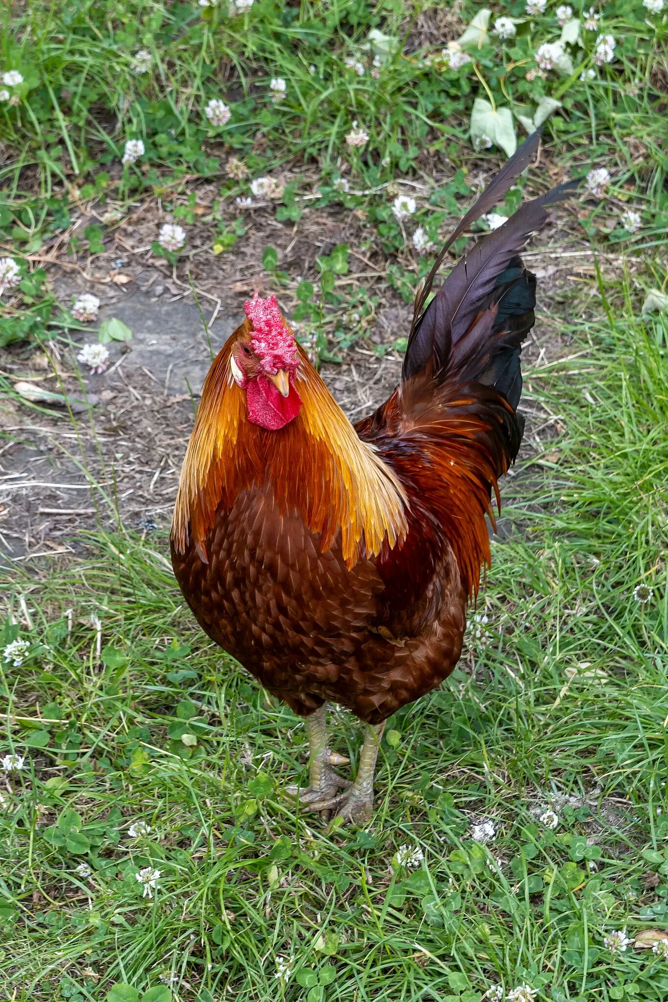 RHS Garden Bridgewater