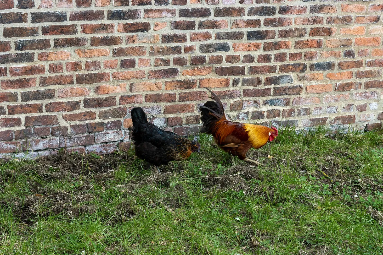 RHS Garden Bridgewater