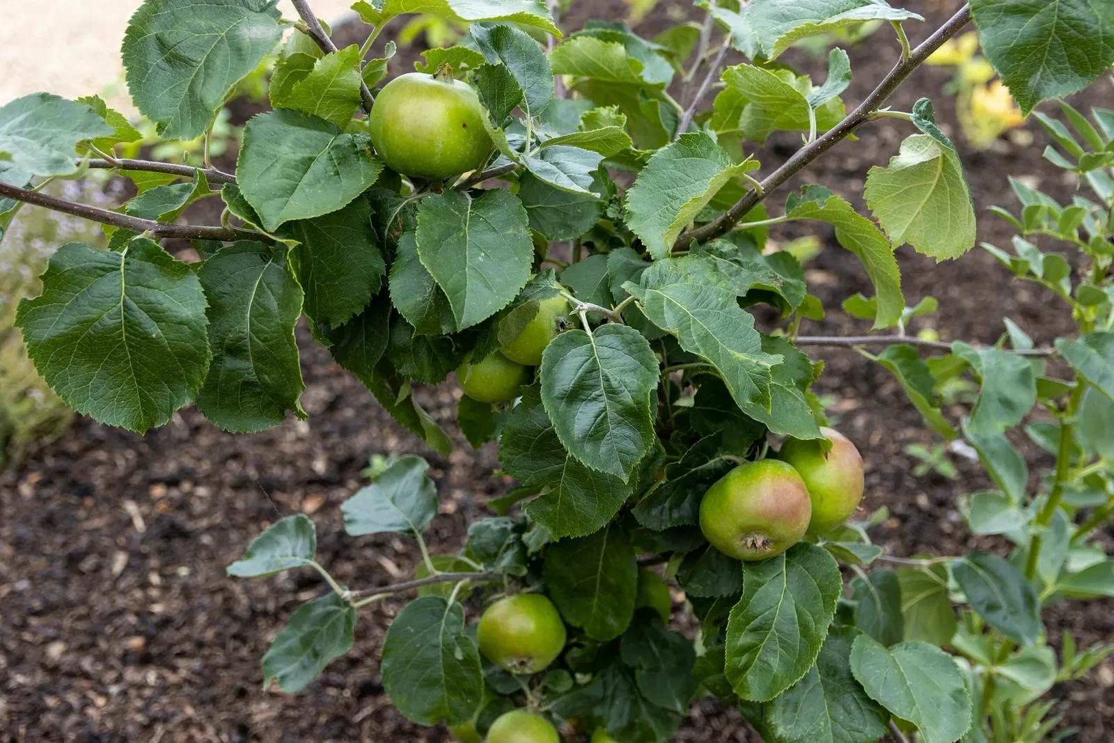 RHS Garden Bridgewater
