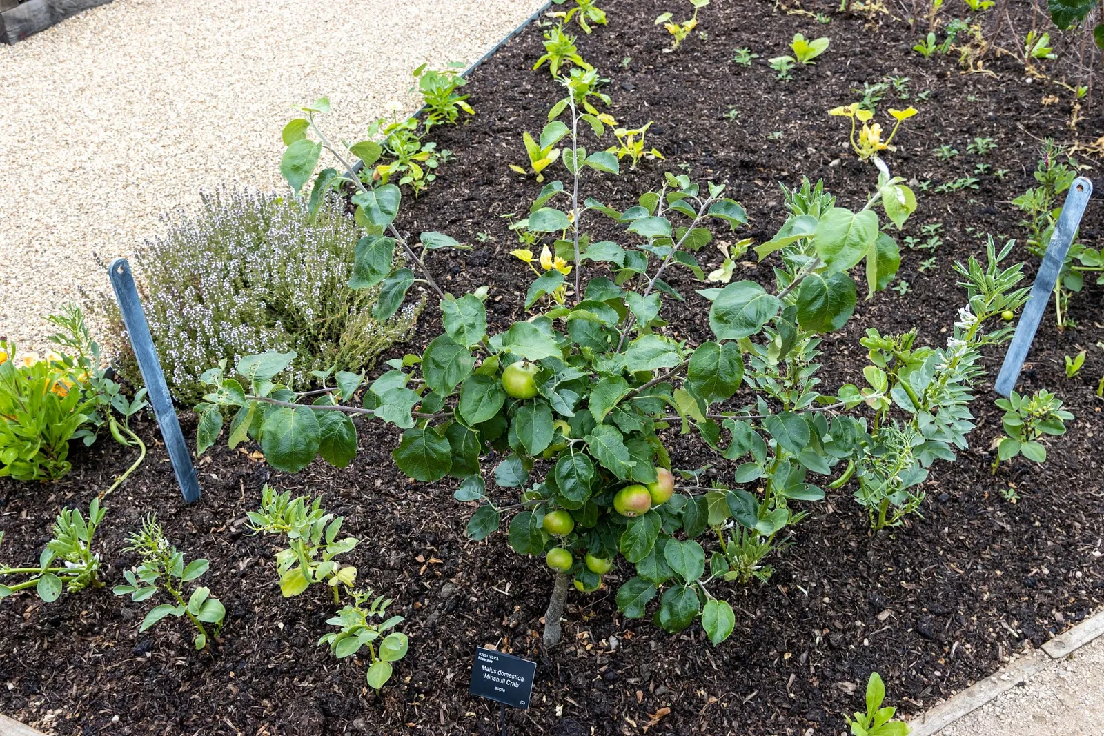 RHS Garden Bridgewater