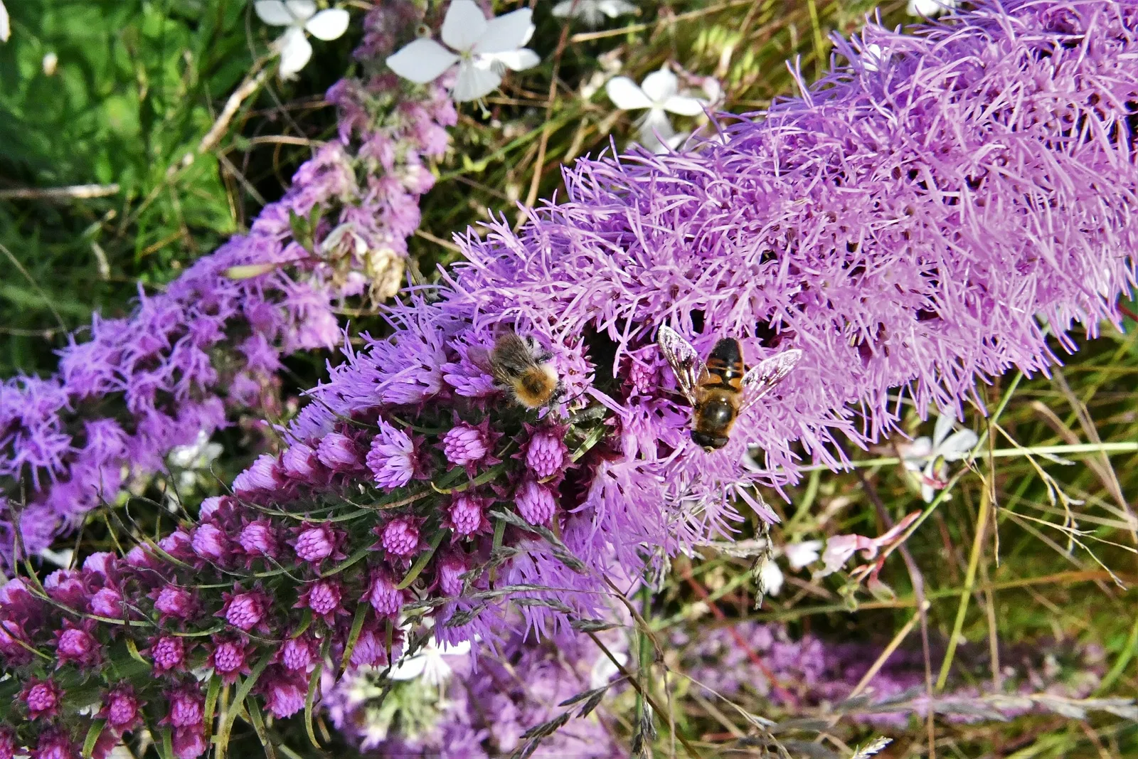 RHS Garden Bridgewater