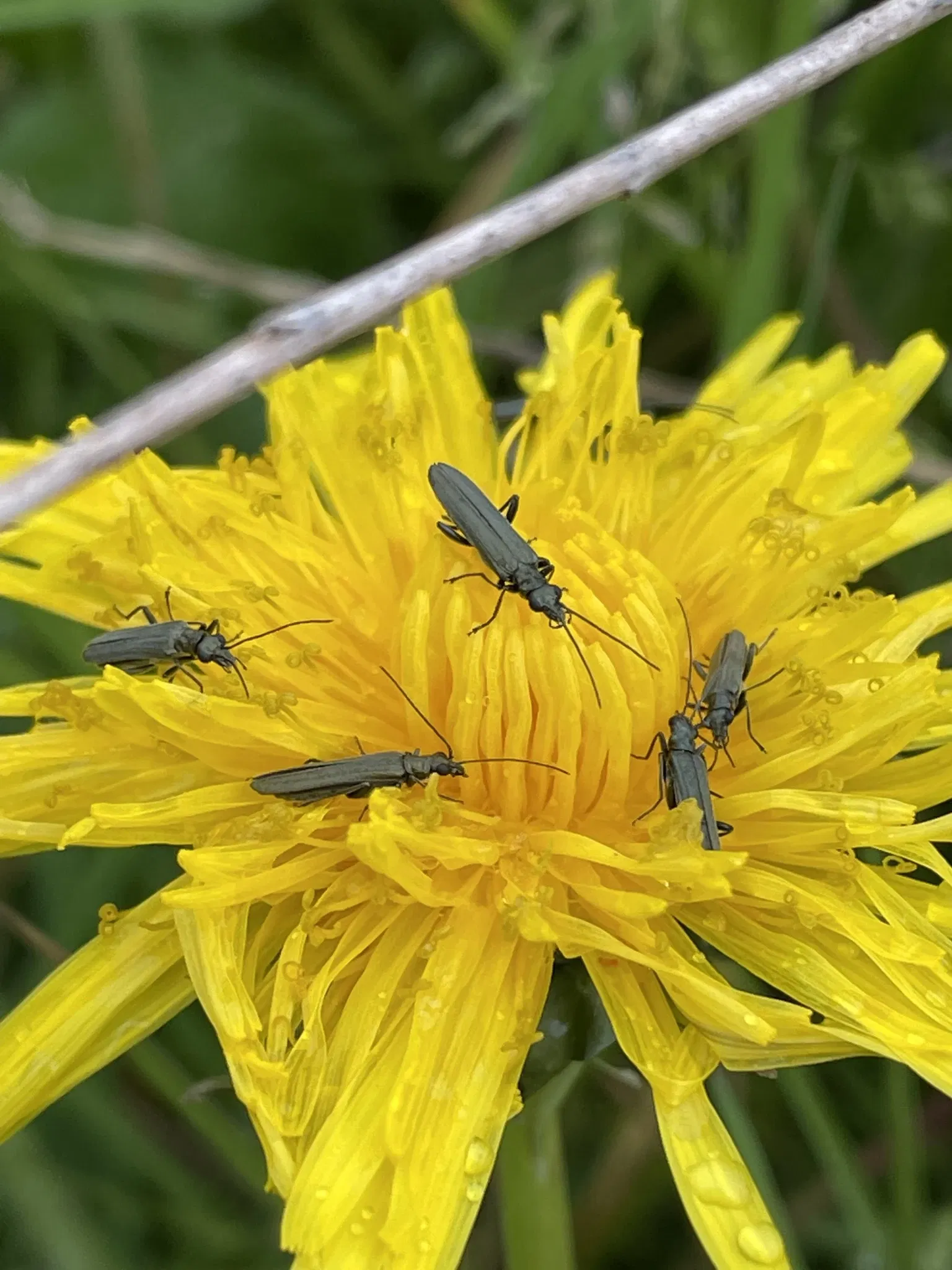 RHS Garden Bridgewater