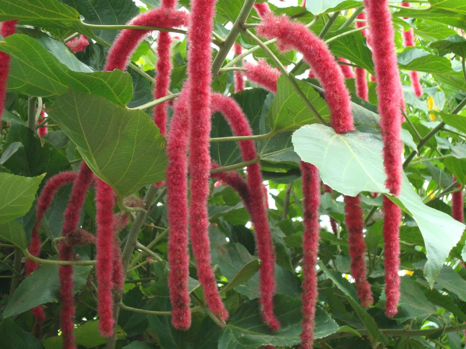 Niagara Parks Butterfly Conservatory