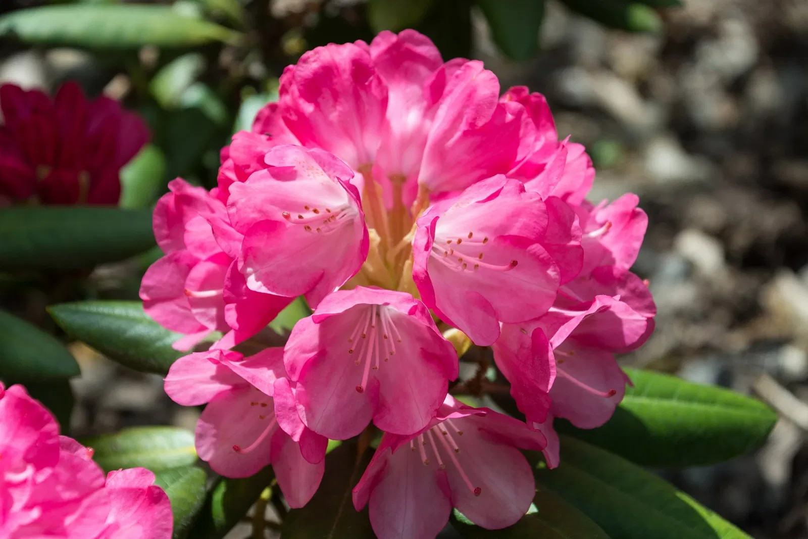 Niagara Parks Butterfly Conservatory