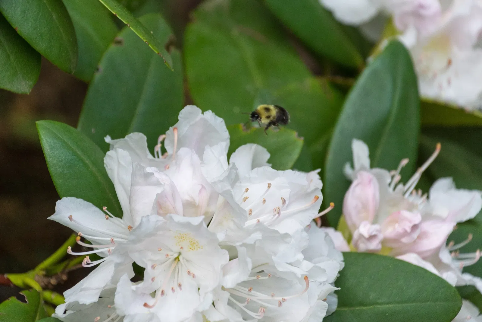 Niagara Falls Butterfly Conservatory