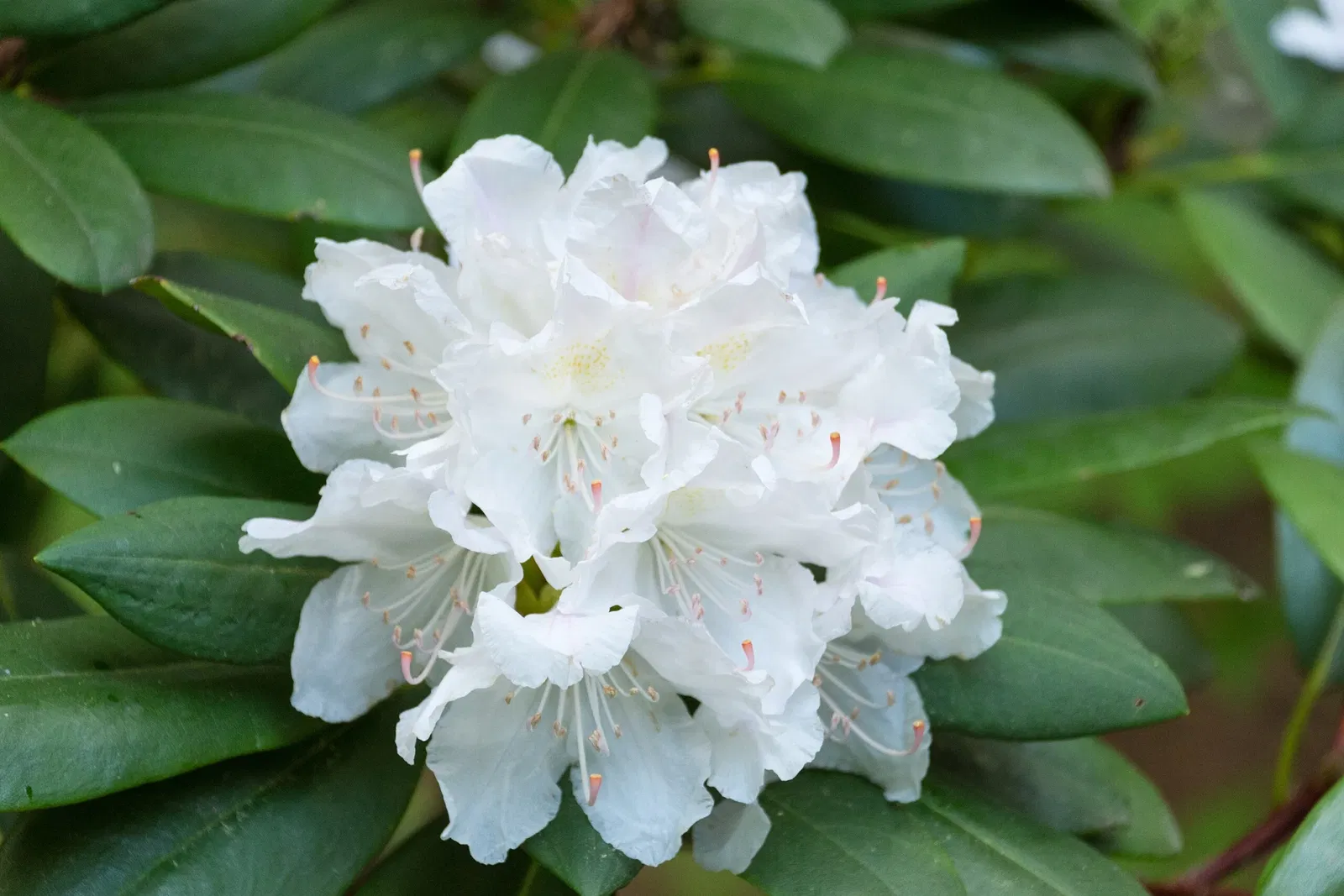 Niagara Parks Butterfly Conservatory