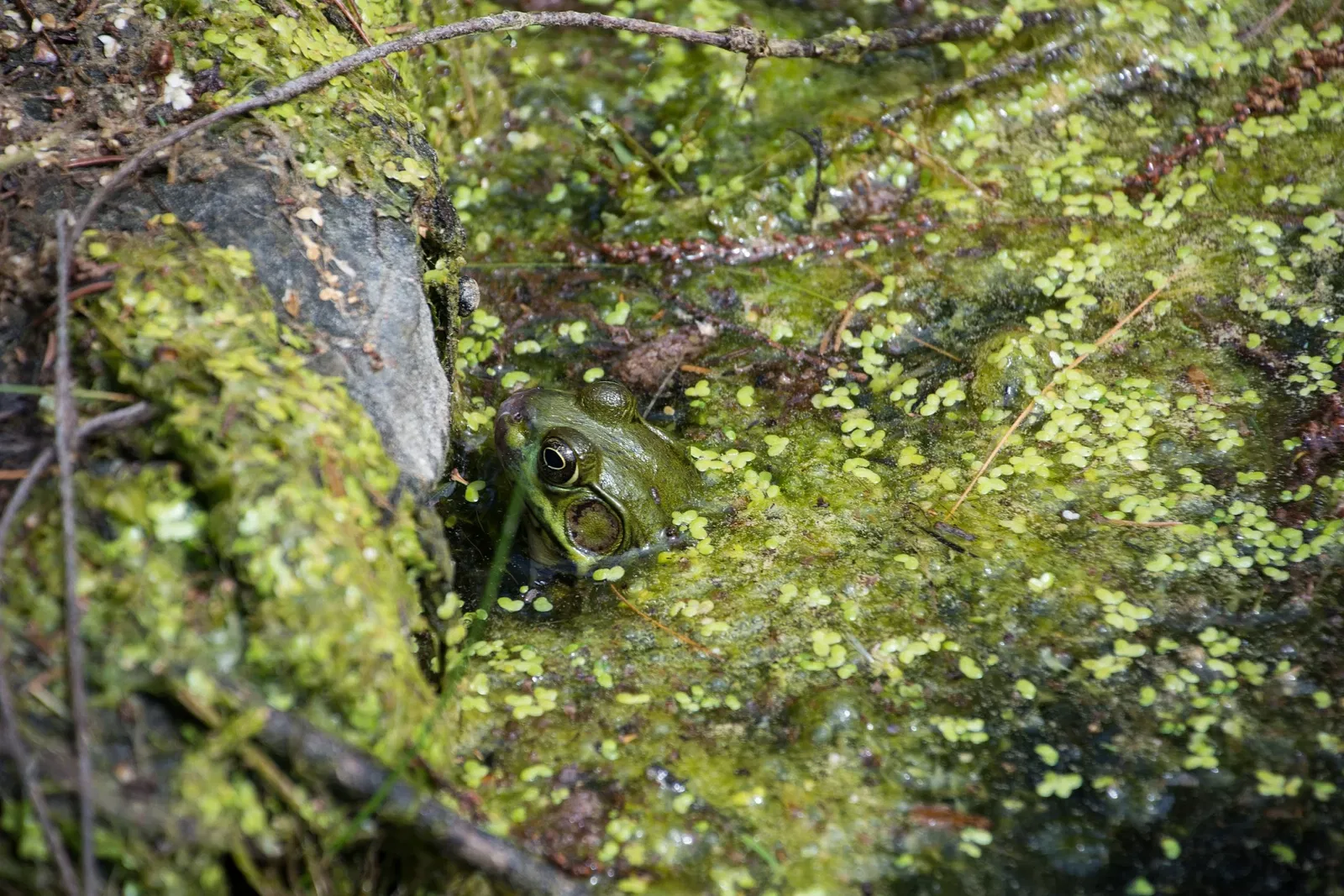 Niagara Parks Butterfly Conservatory