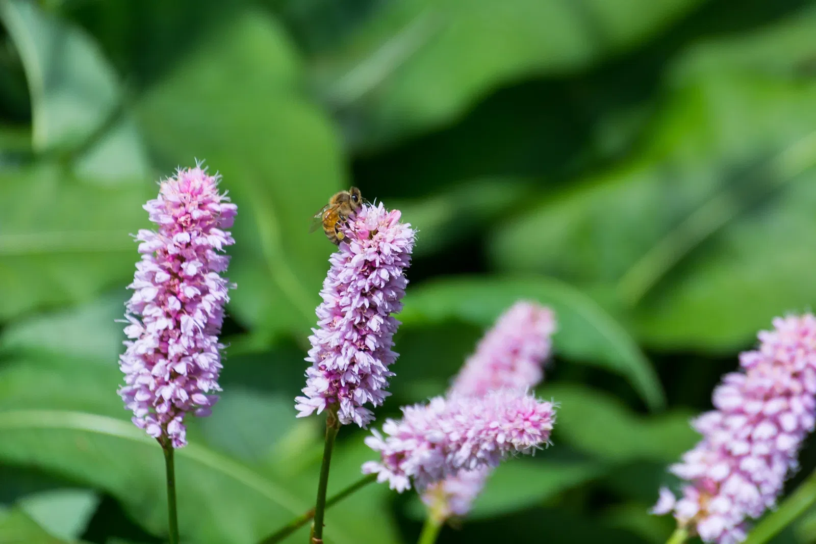 Niagara Falls Butterfly Conservatory