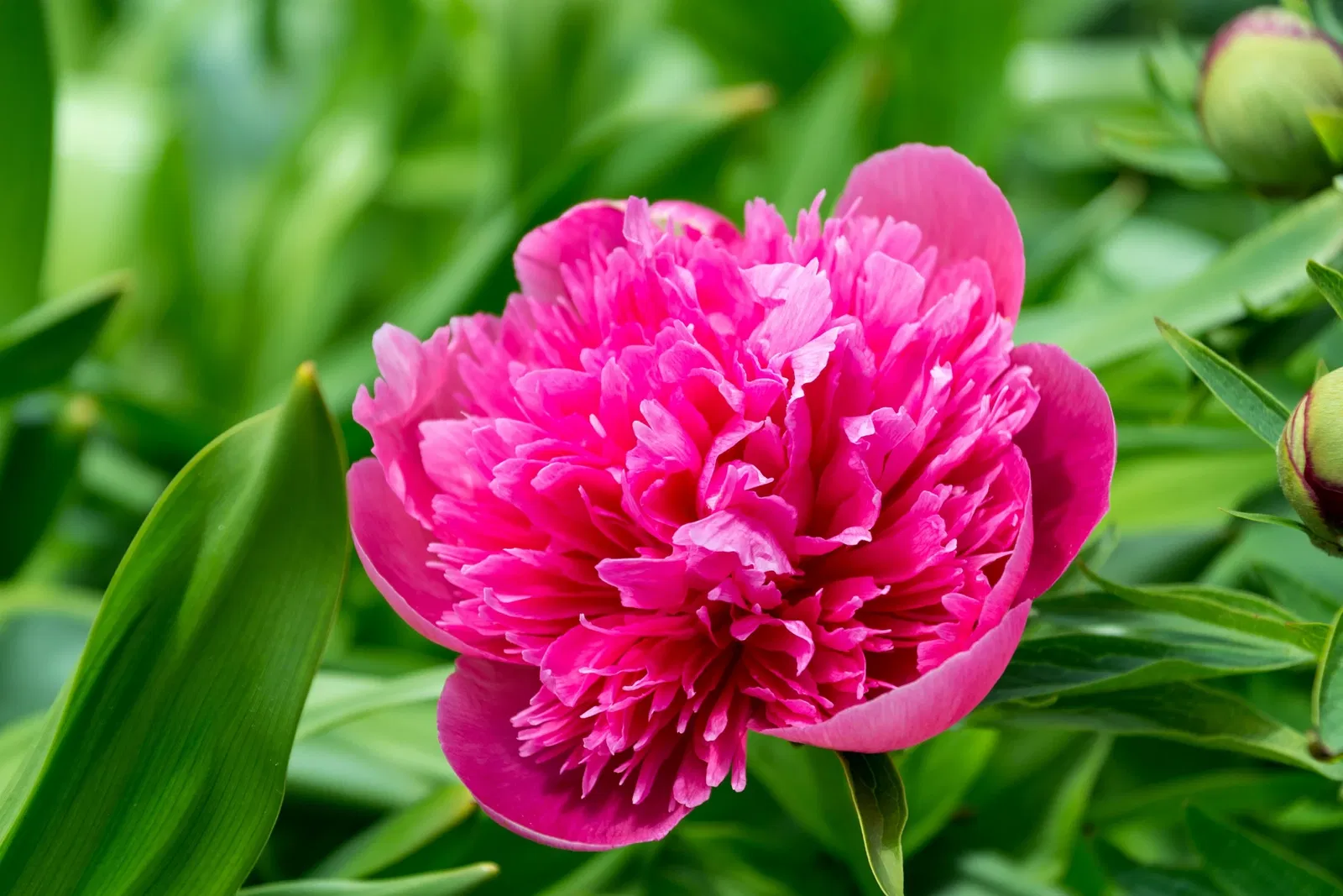 Niagara Parks Butterfly Conservatory