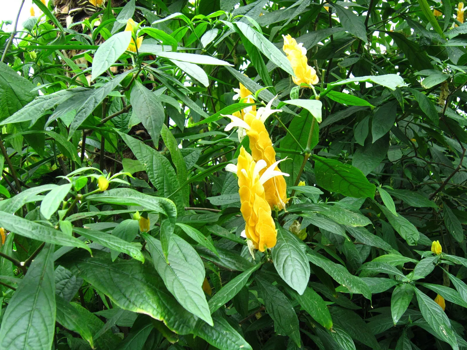 Niagara Parks Butterfly Conservatory