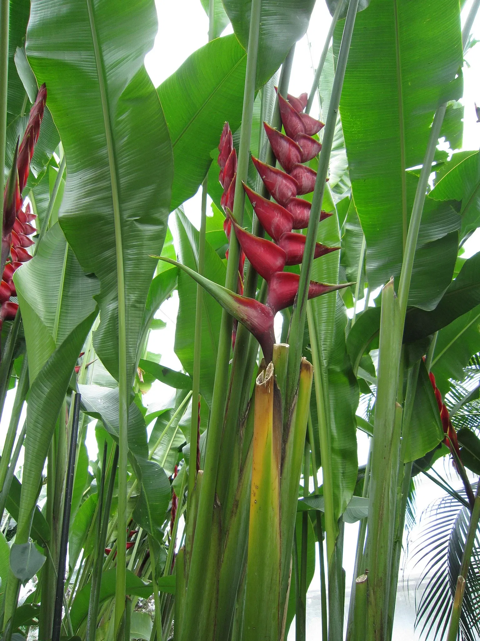 Niagara Falls Butterfly Conservatory