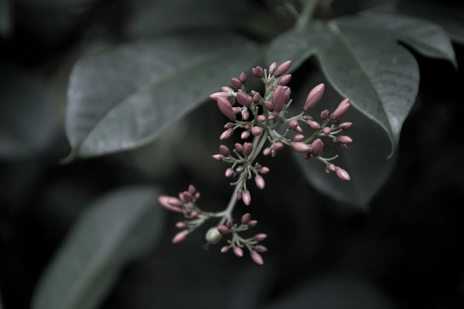 Niagara Falls Butterfly Conservatory