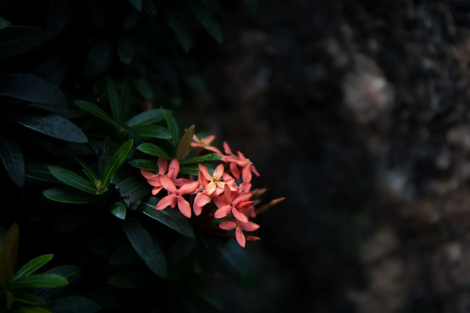 Niagara Parks Butterfly Conservatory